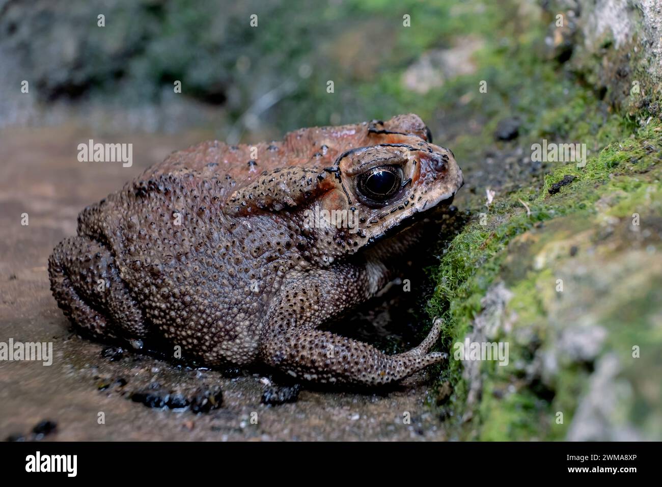 Southeast Asian garden frog Bufo Melanostictus from Indonesia Stock ...