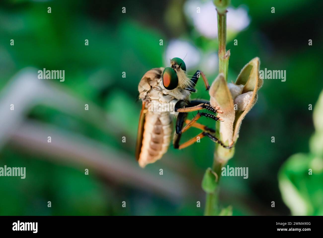 The Asilidae are a family of robber flies, also called killer flies ...