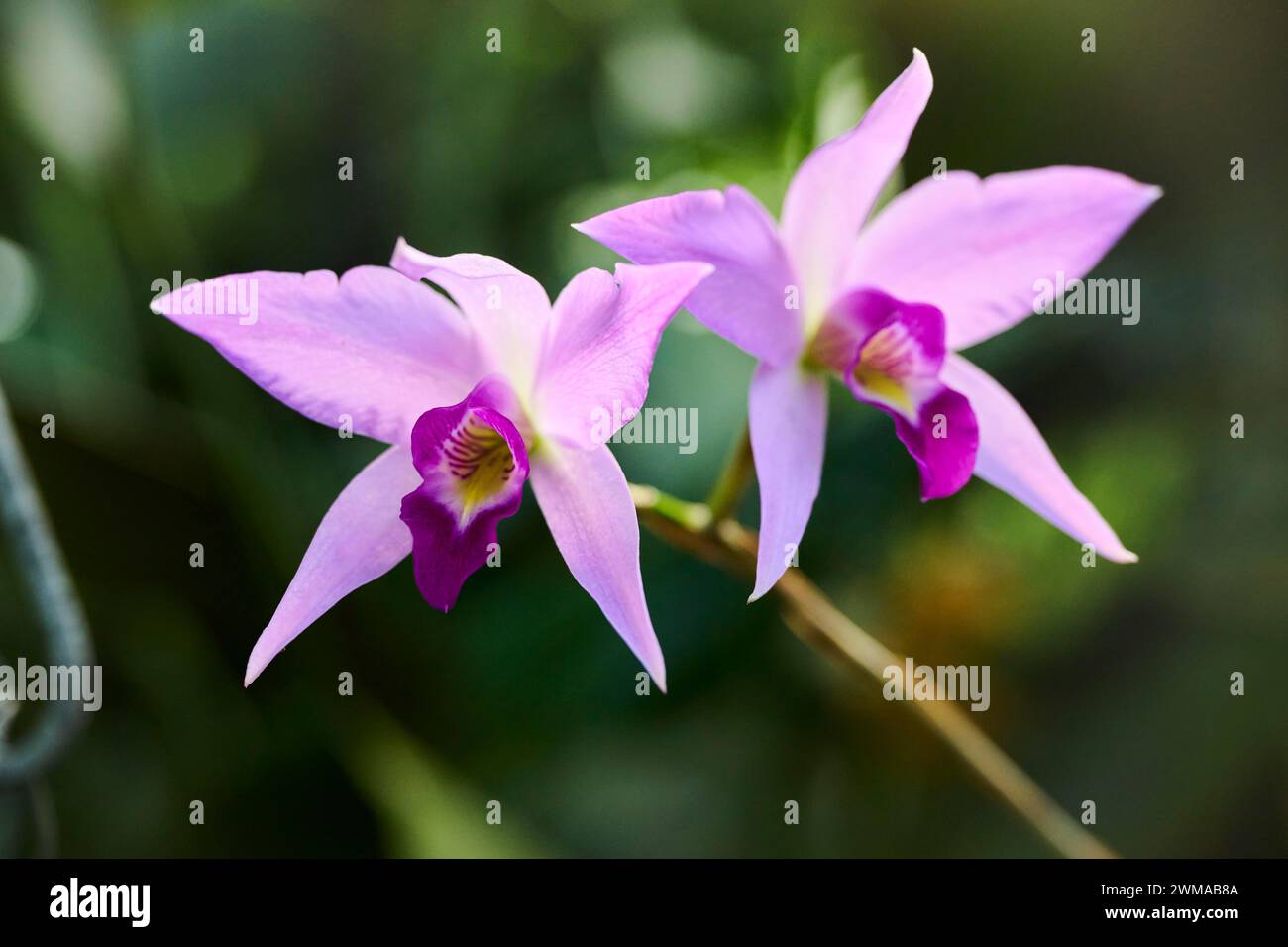 Bamboo orchid (Arundina graminifolia) flower growing in a greenhouse, Bavaria, Germany Stock Photo