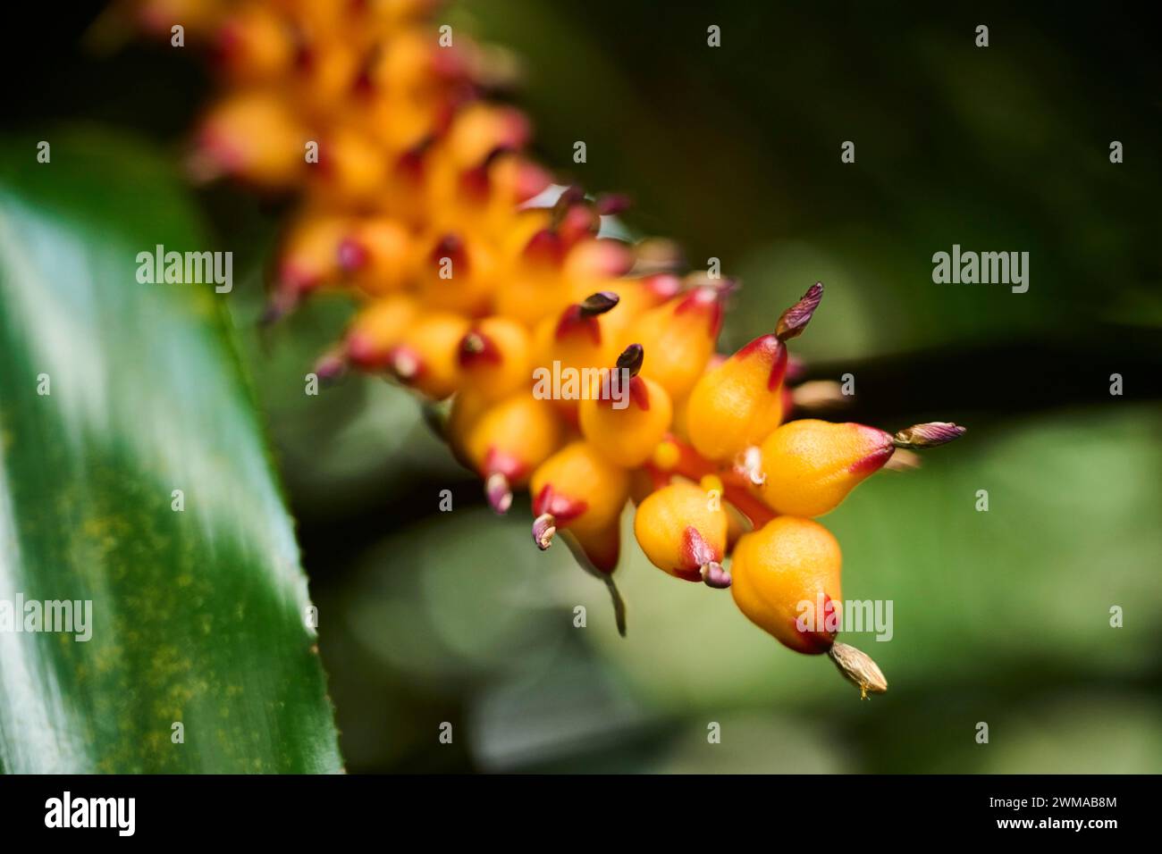 Stromanthe thalia flower growing in a greenhouse, Bavaria, Germany Stock Photo