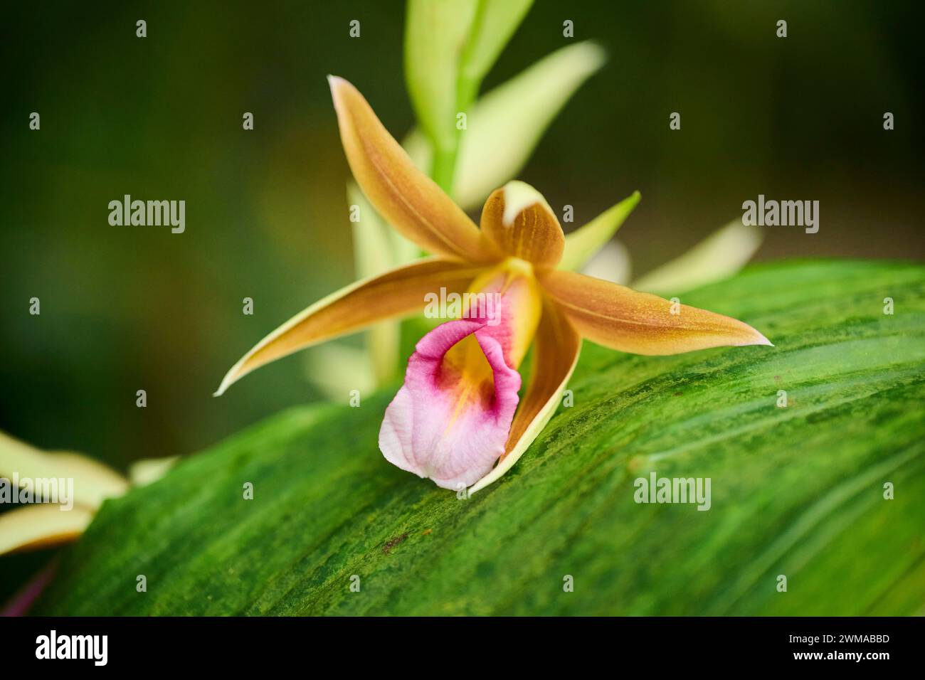Greater swamp-orchid (Phaius tankervilleae) flower growing in a greenhouse, Bavaria, Germany Stock Photo
