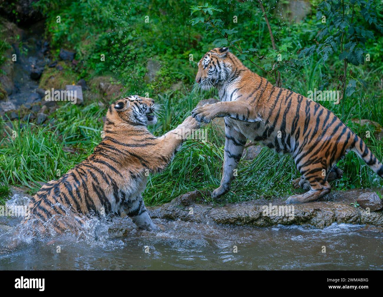 Siberian tiger fight hi-res stock photography and images - Alamy