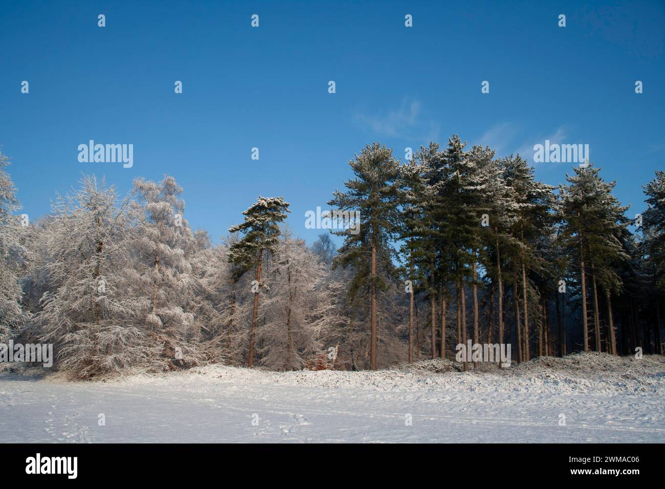 Scots pine (Pinus sylvestris) trees in a forest covered with snow in ...