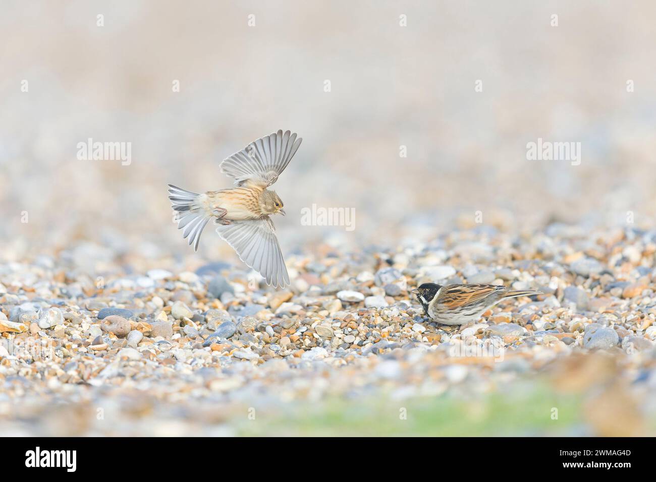 Two female reed bunting hi-res stock photography and images - Alamy