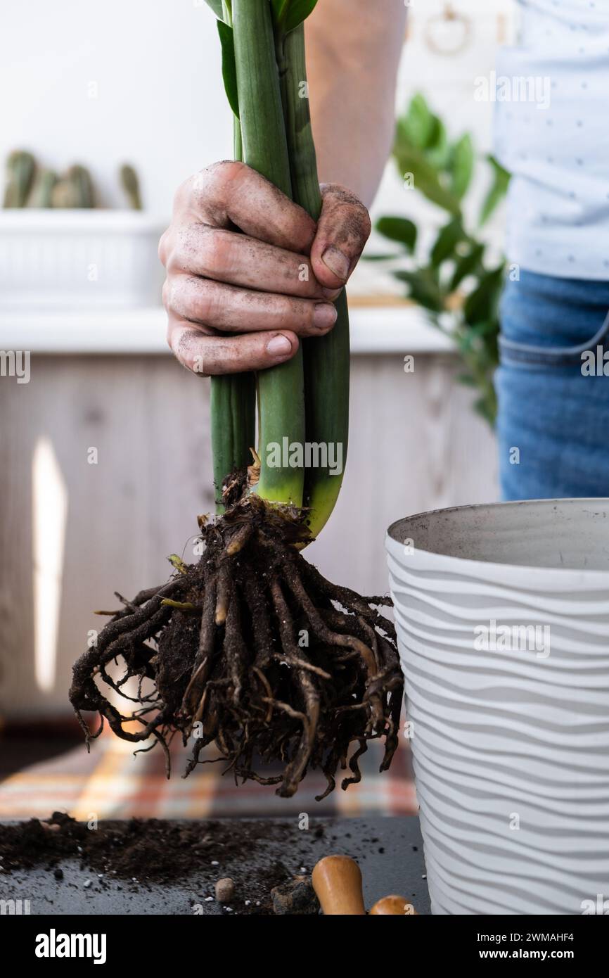 Man doing replant zamioculcas to new pot at home. Cleaning roots. Pulling plant with roots from pot, close-up. Florist gardening at home. Leisure free time hobby Stock Photo