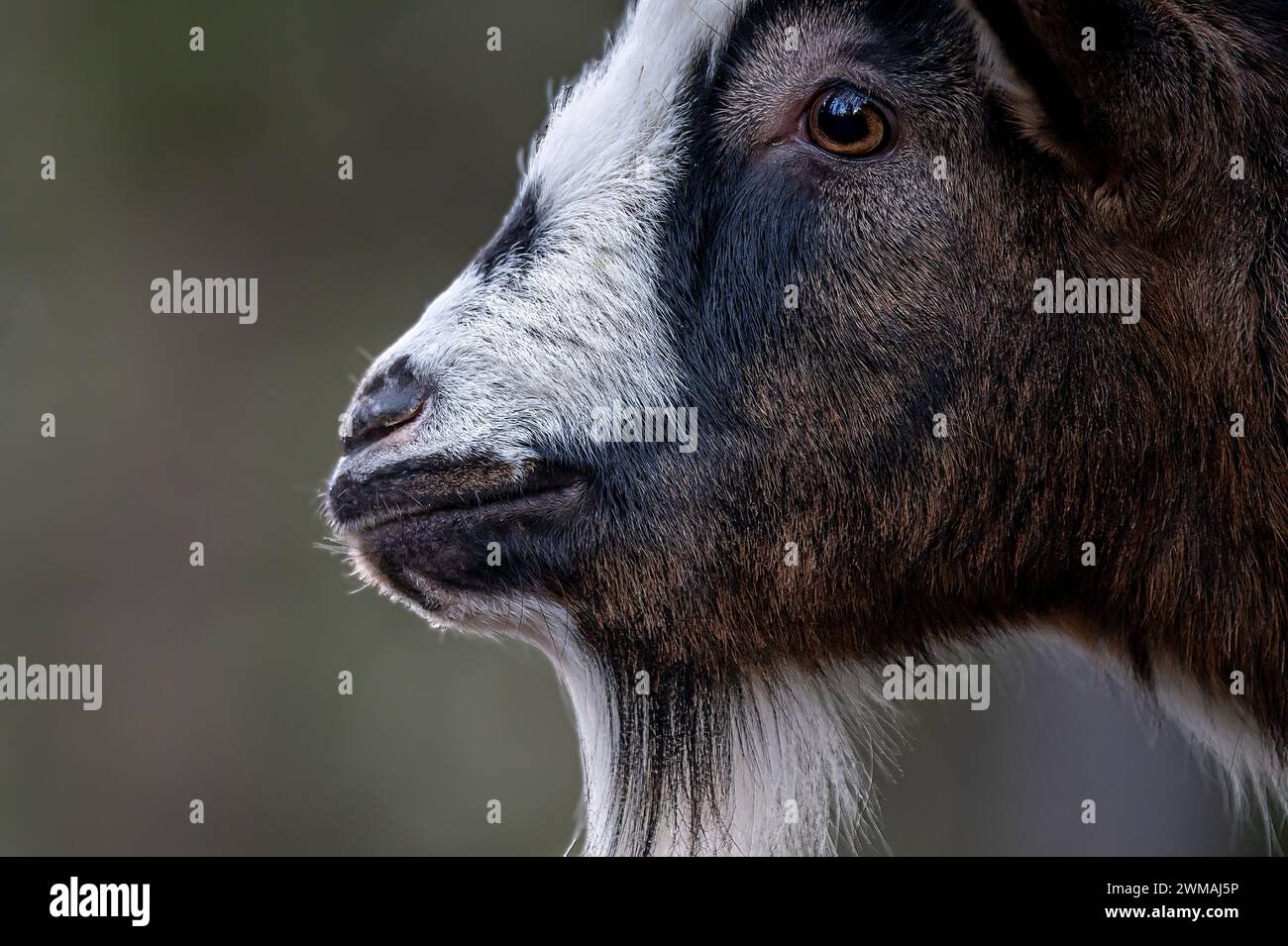 Close-up of Bezoar goat. Capra hircus head. Outdoors. Stock Photo