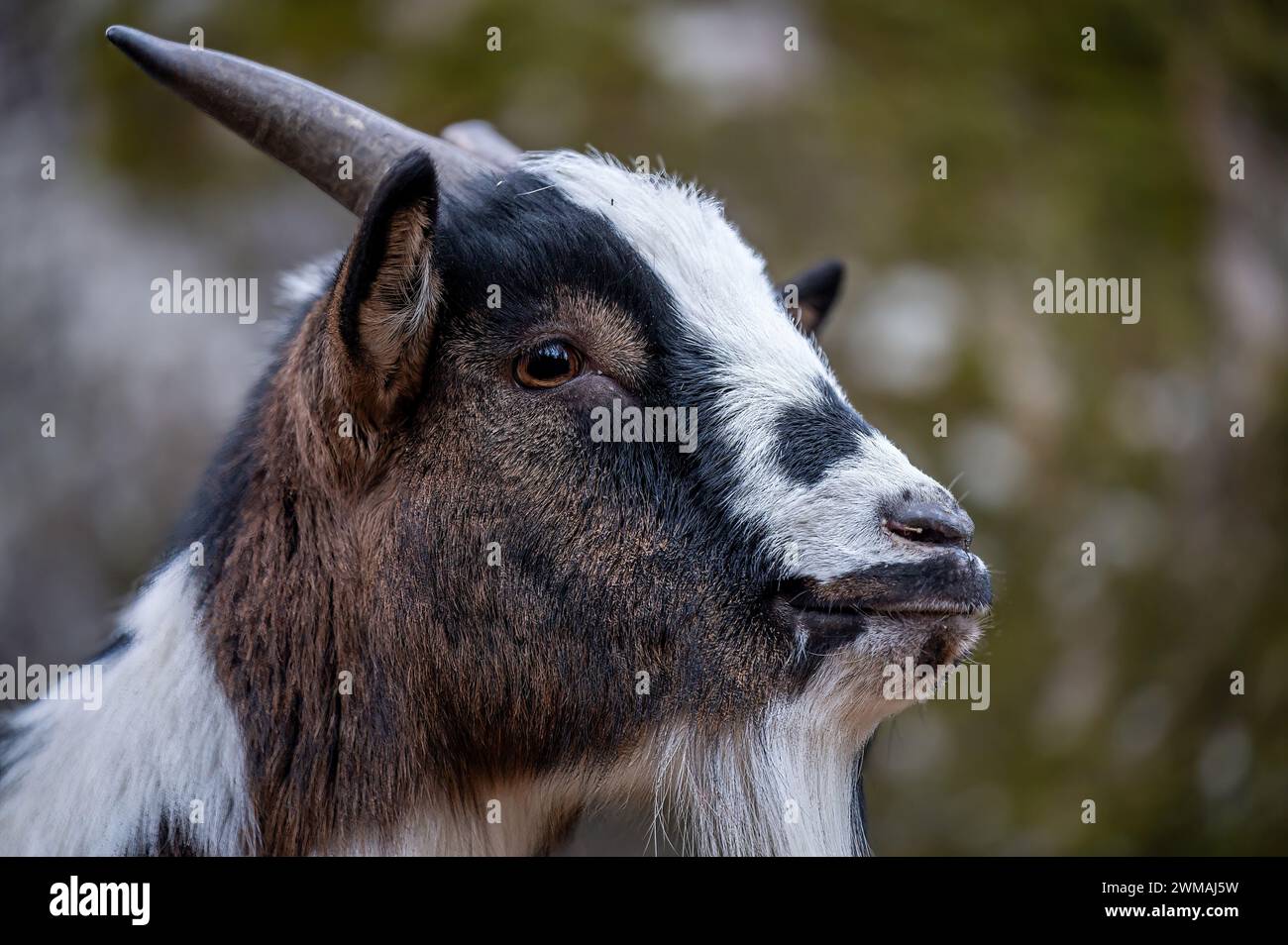 Close-up of Bezoar goat. Capra hircus head. Outdoors. Stock Photo