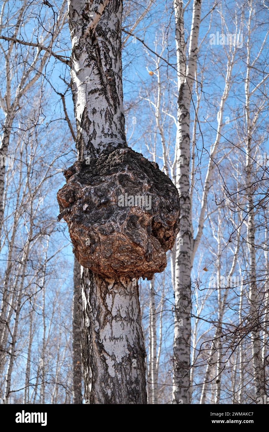 huge growth on the trunk of birch tree. big forest tree is sick