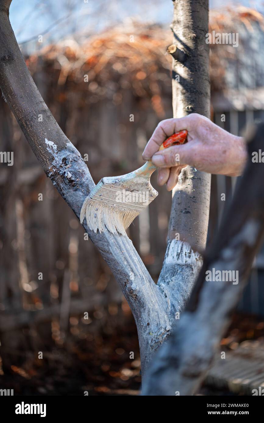 painting trees with lime from insects in a country garden. Whitewashing of spring trees, protection from insects and pests. Stock Photo
