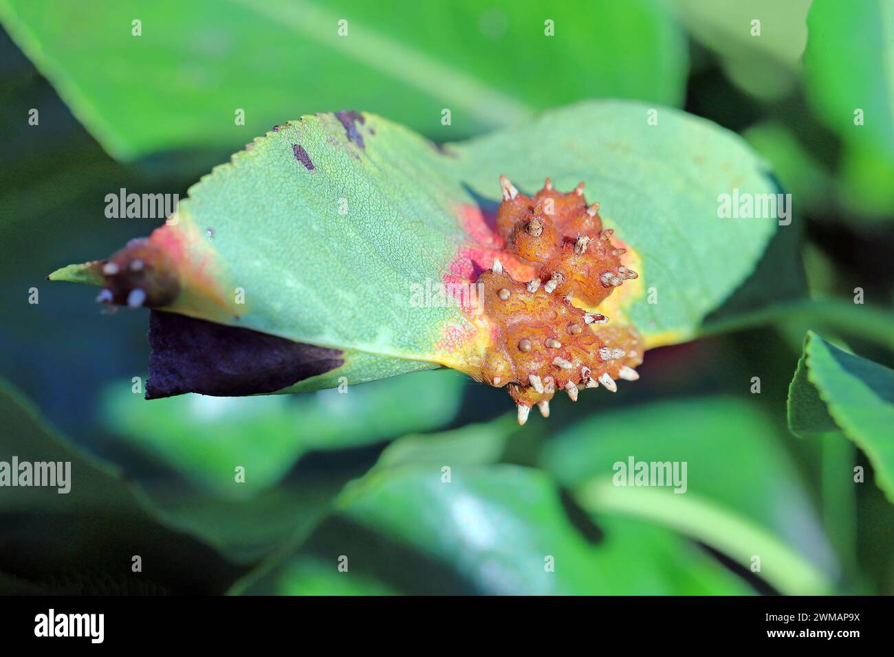 Pear rust, infected leaves of fungal disease, Pear trellis rust