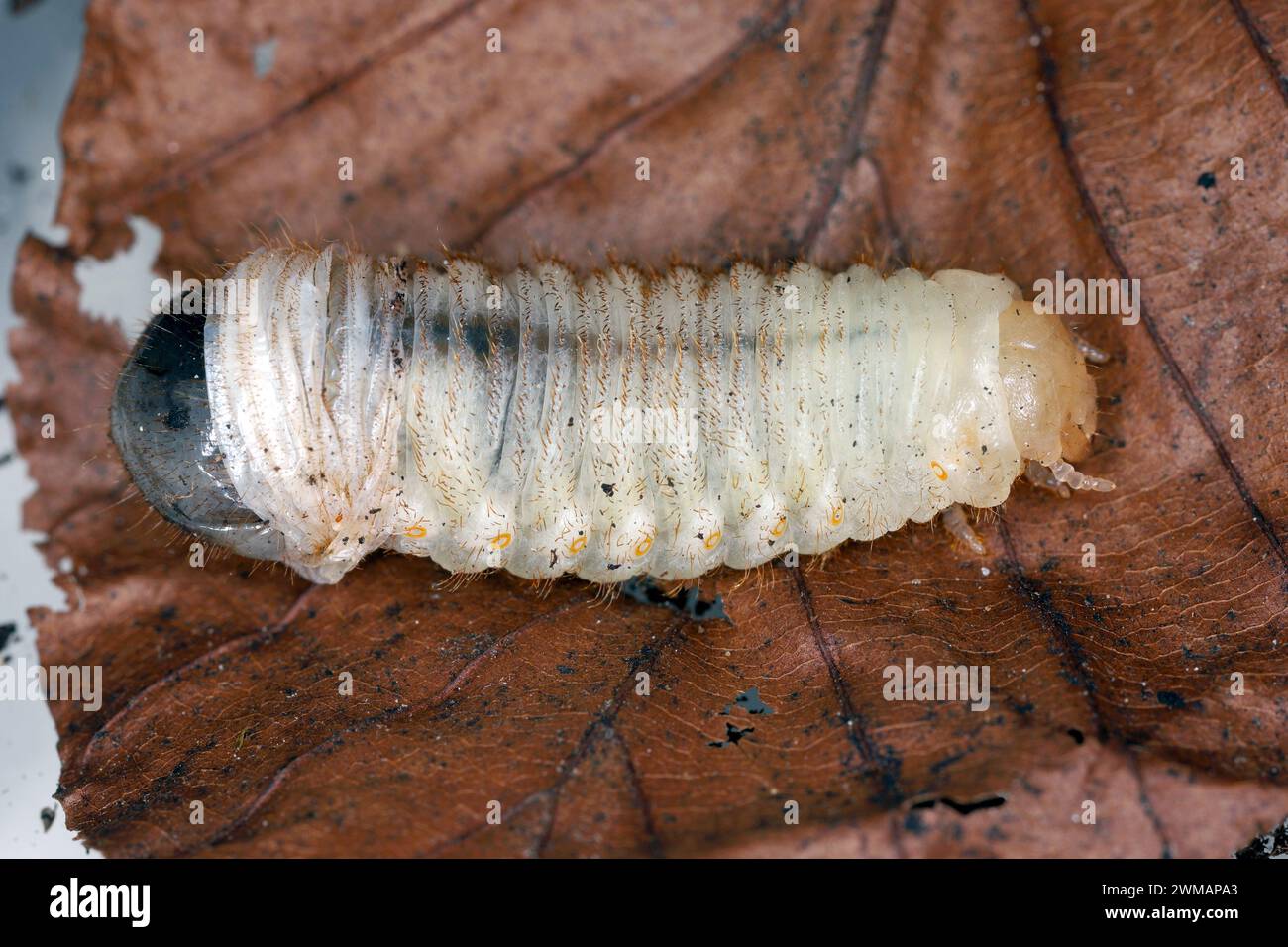 Beetle larva in the process of changing its skin, moulting ...