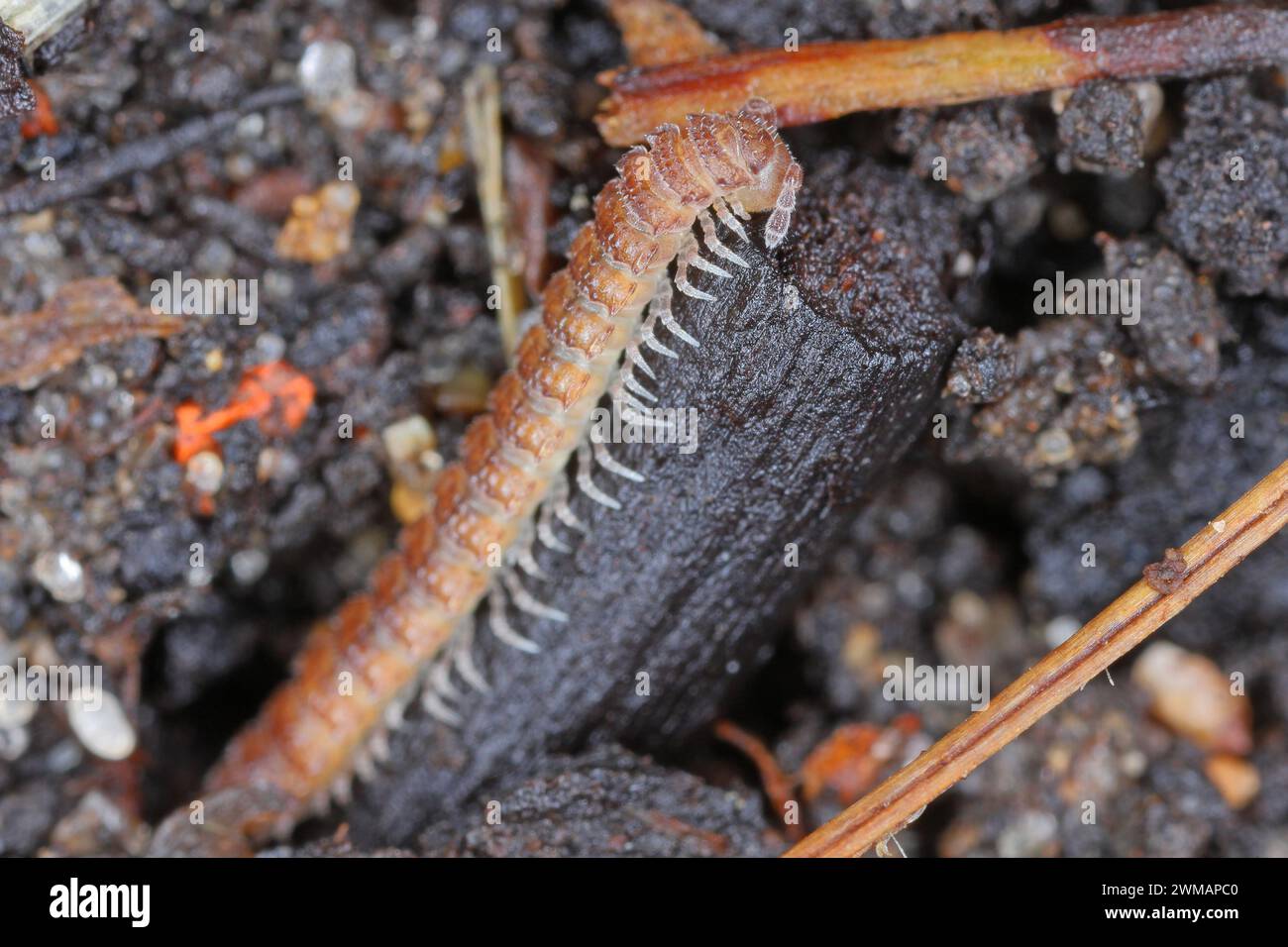 Flat backed millepede (latin name is Polydesmus angustus) in the garden. Stock Photo