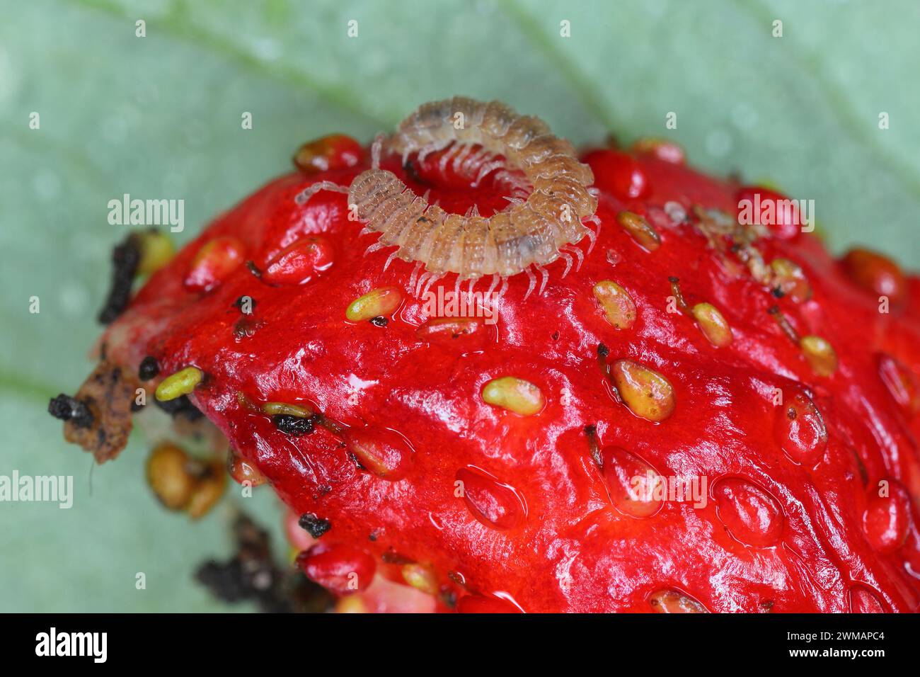 Flat backed millepede (latin name is Polydesmus angustus) eating strawberries in the garden. Stock Photo