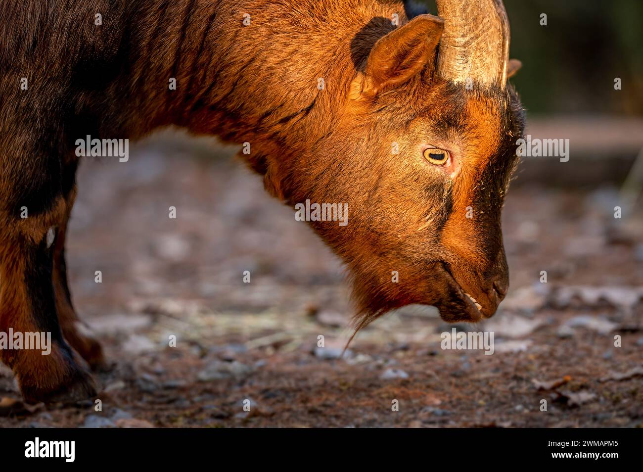 Close-up of Bezoar goat. One Capra hircus head. Outdoors. Stock Photo