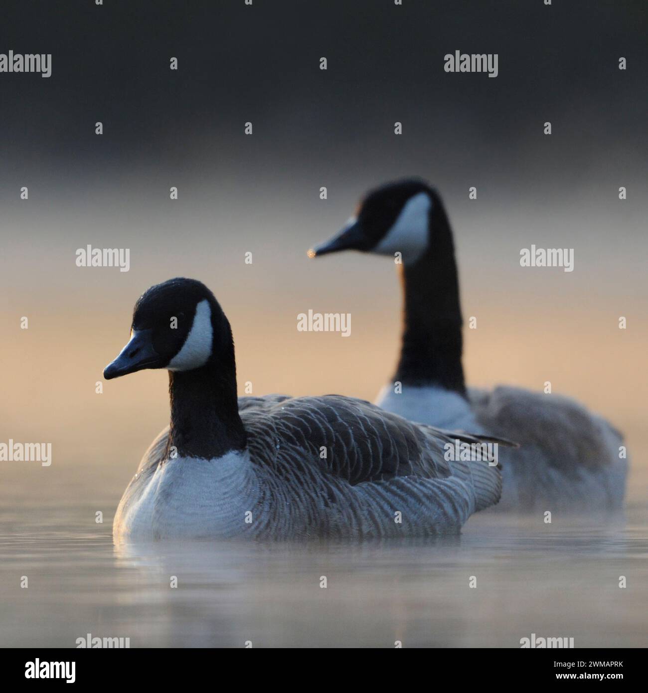 A pair of Canada Gesse ( Branta canadensis ) swimming closer in early morning mist, while sun comes through, mystical morning, wildlife, Europe. Stock Photo