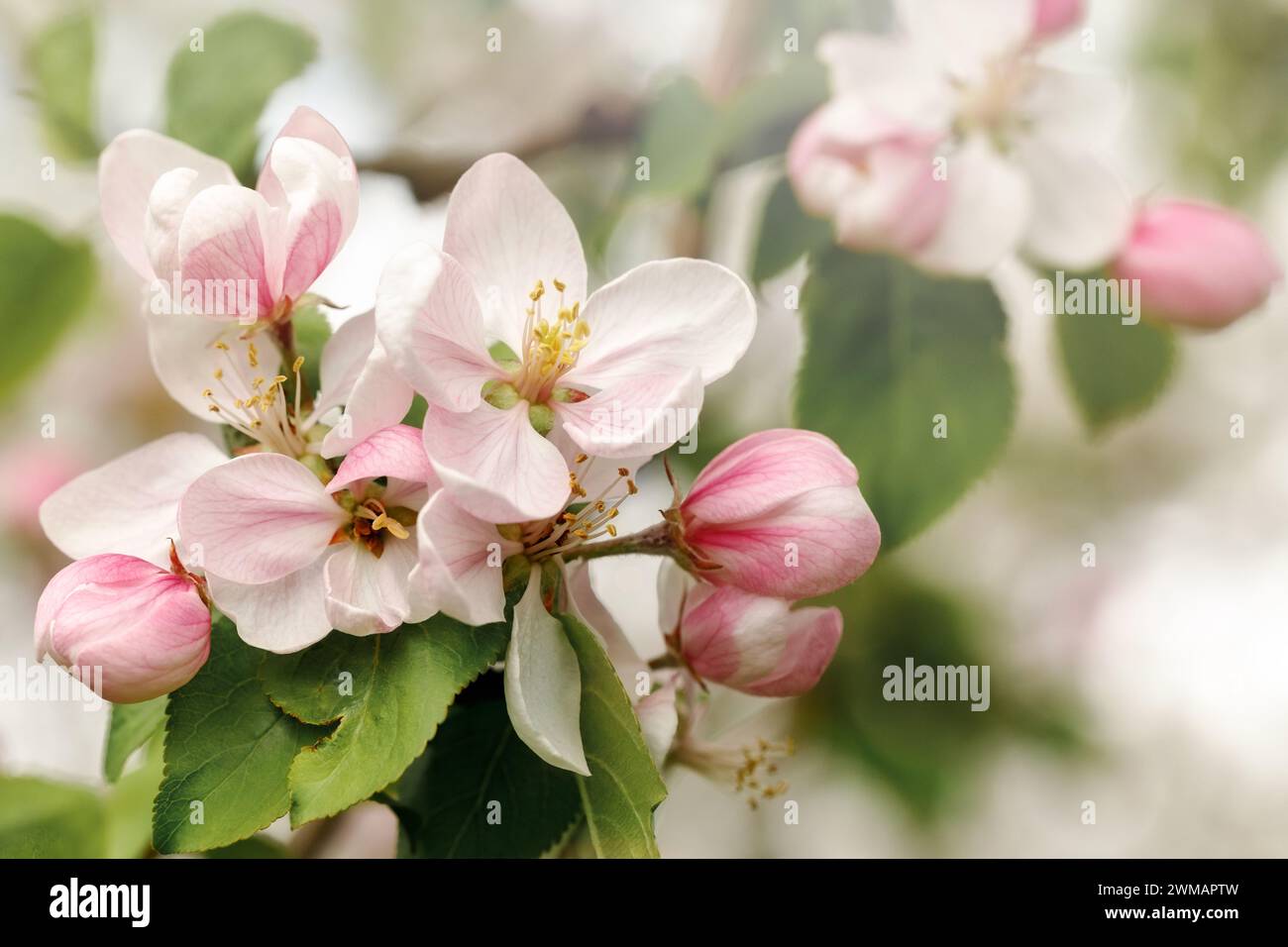 Bouquet of pink apple blossoms, in soft light. Stock Photo