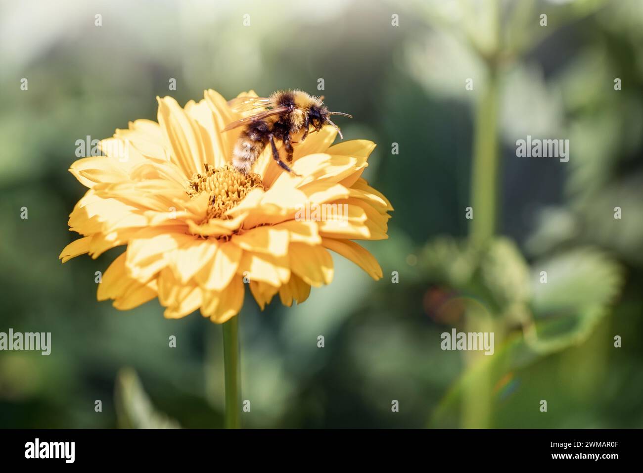 A large yellow flower blossom and a bumblebee in flight rising from it Stock Photo Alamy