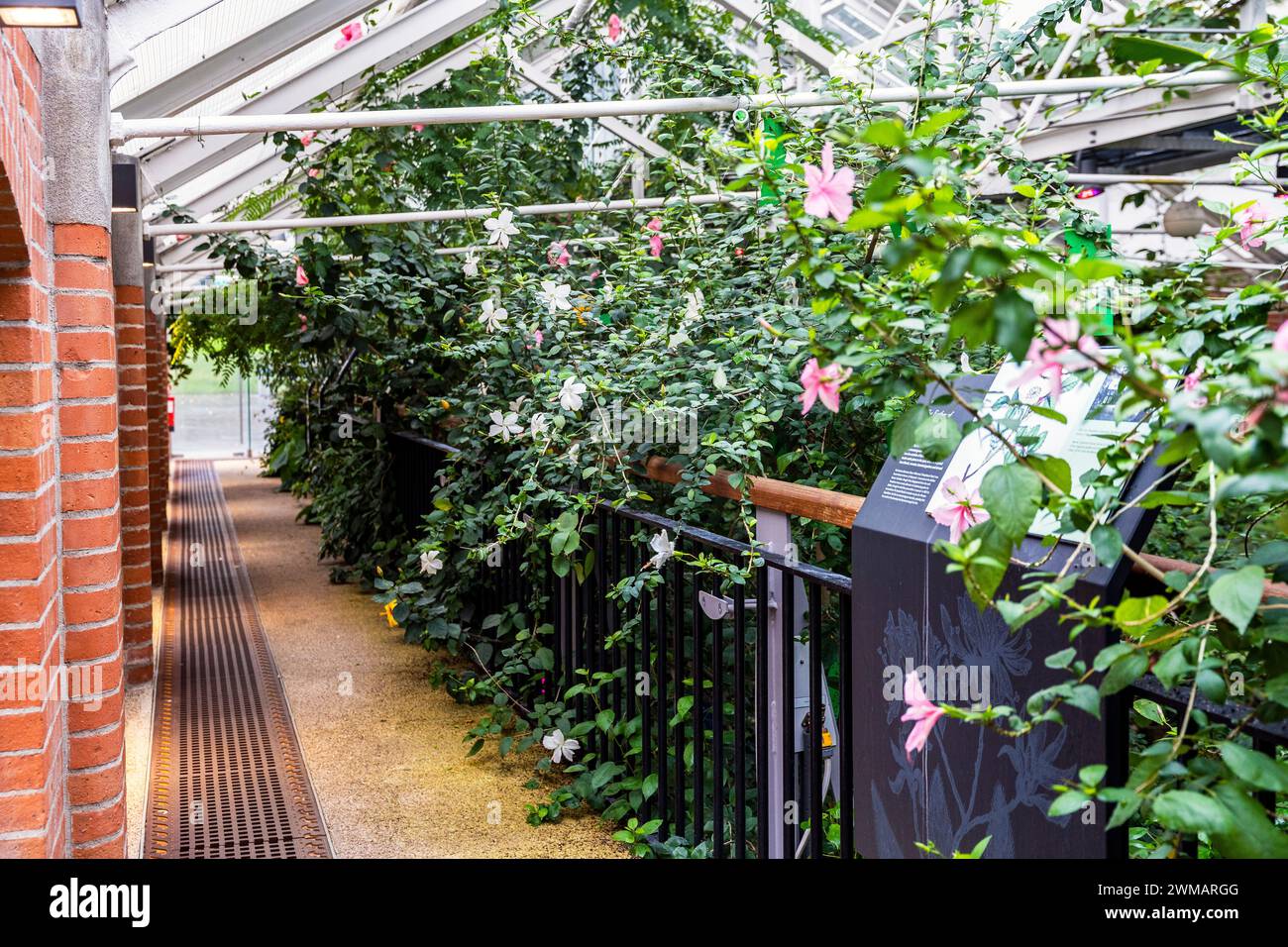 Interior of Tropical Ravine, glasshouse designed in 19th century with exotic and temperate plants, in the Botanic Gardens near Ulster Museum, Belfast Stock Photo