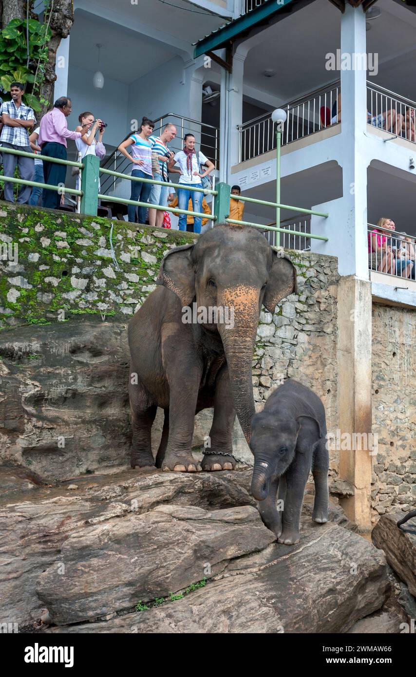 An elephant and calf from the Pinnawala Elephant Orphanage stand on the rock bank of the Maha Oya River below a restaurant. Stock Photo