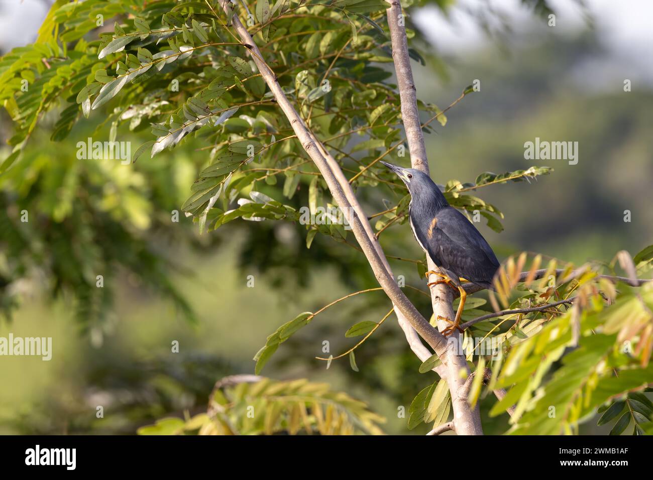 Adult dwarf bittern, ixobrychus sturmii, perched in a tree in Queen Elizabeth National Park, Uganda. This shy migrant bird is found in wetland areas a Stock Photo