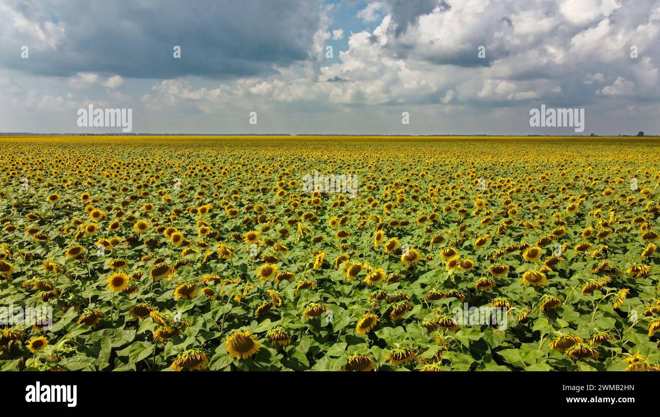 A field of sunflowers under a cloudy sky Stock Photo - Alamy