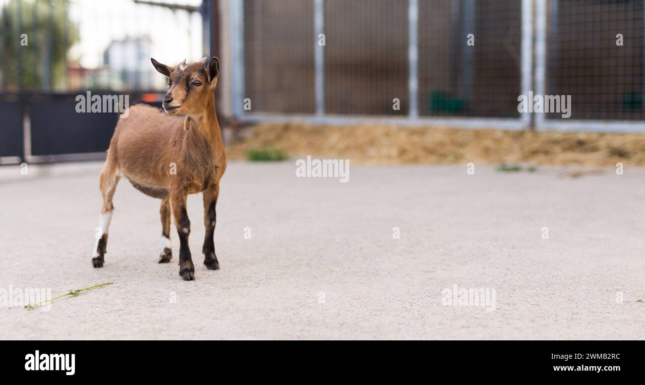 Little goat walking on the farm Stock Photo