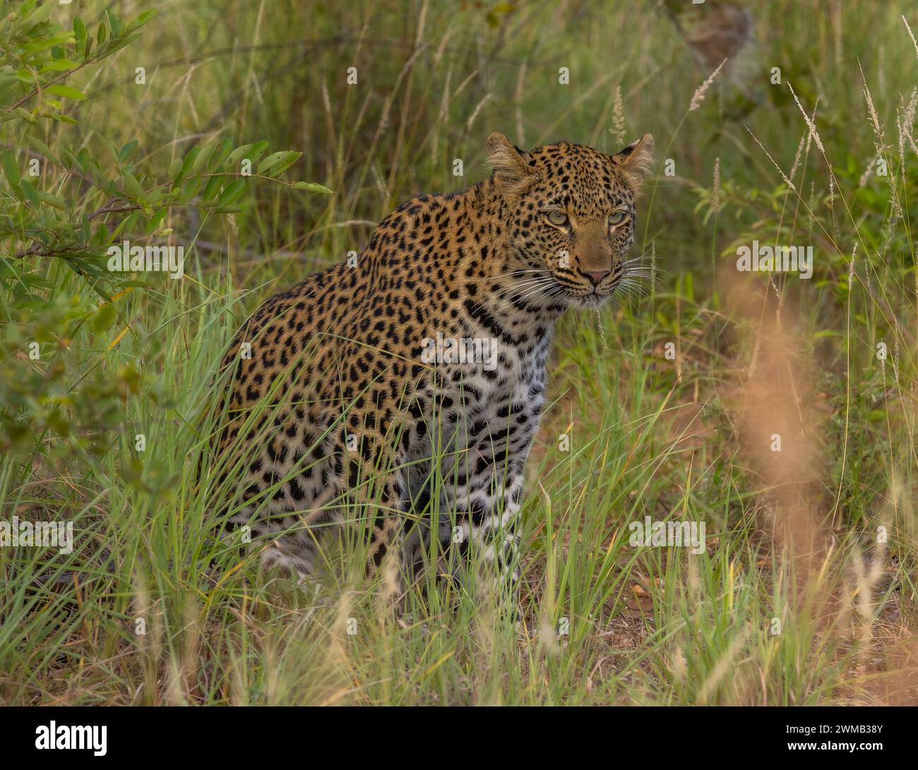 Leopard marking tree hi-res stock photography and images - Alamy