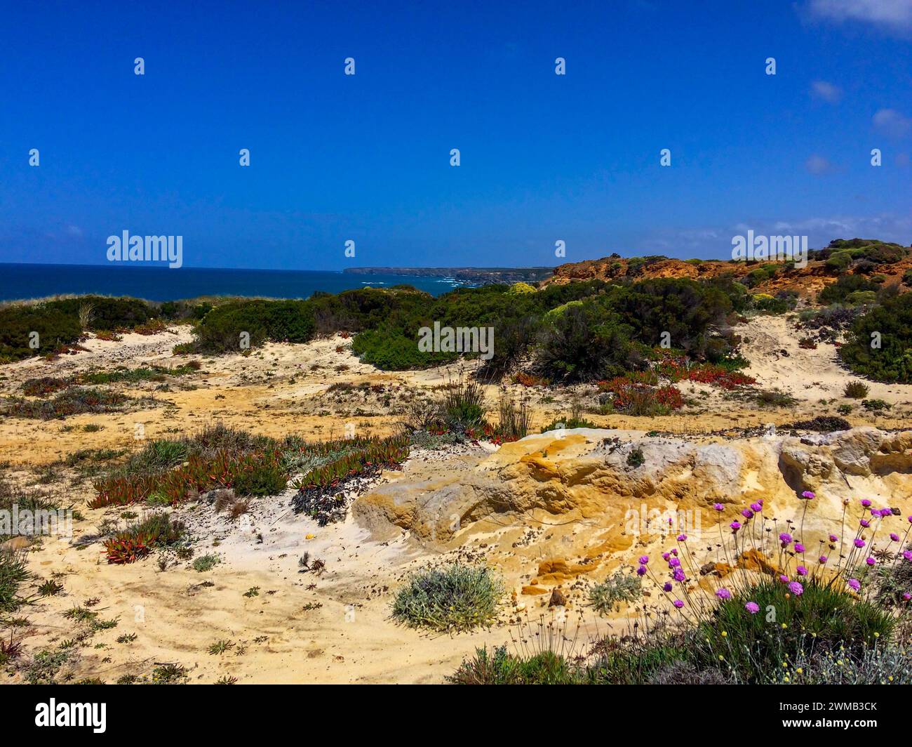 The image captures a coastal landscape with sandy terrain, green shrubs, and purple flowers. The blue ocean and sky are visible in the background. Stock Photo