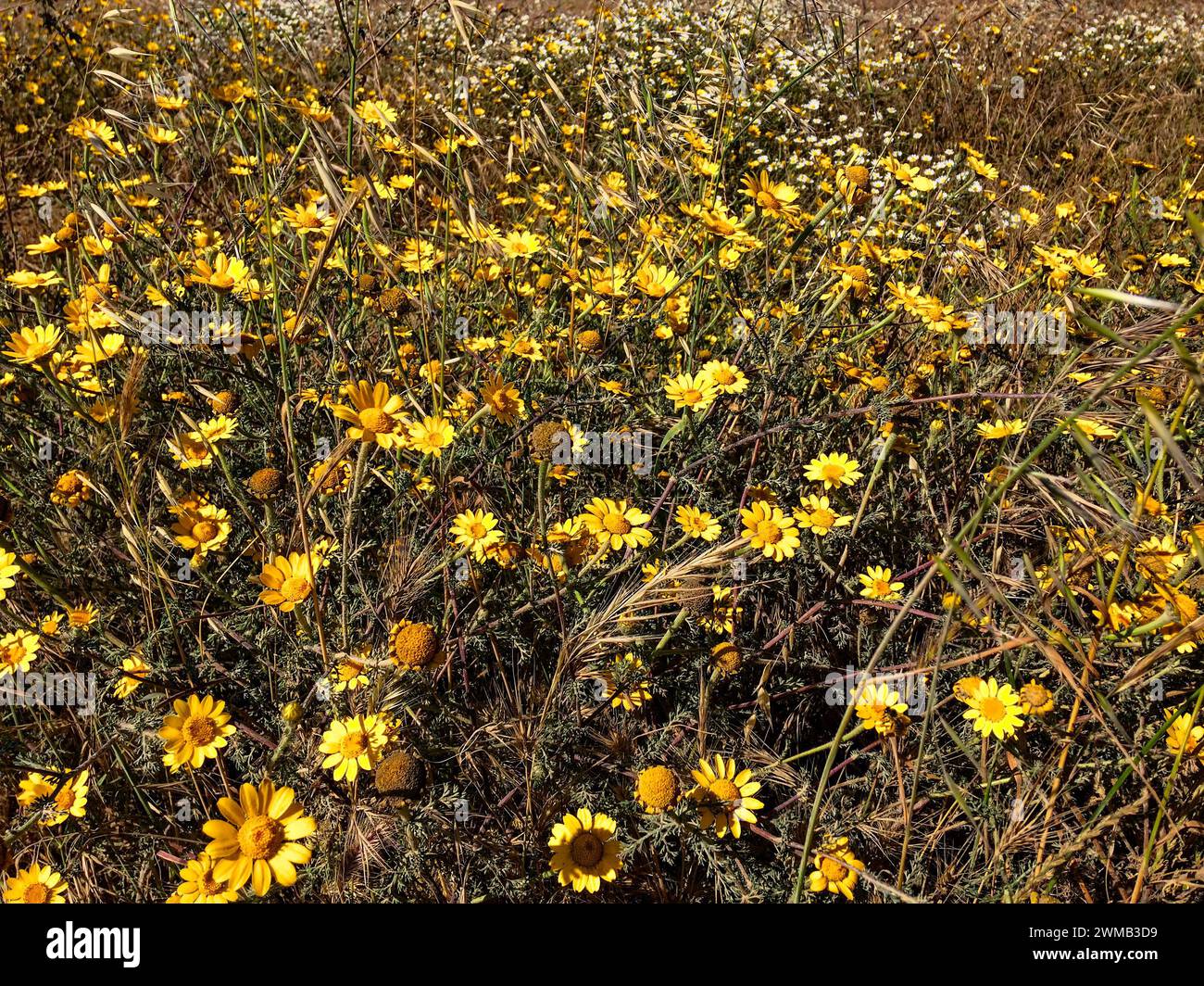 The image captures a dense field of vibrant yellow flowers blooming under bright sunlight. Stock Photo