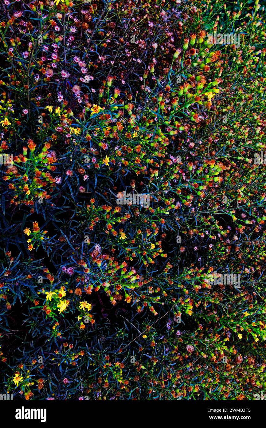 Greenery diversity hi-res stock photography and images - Alamy