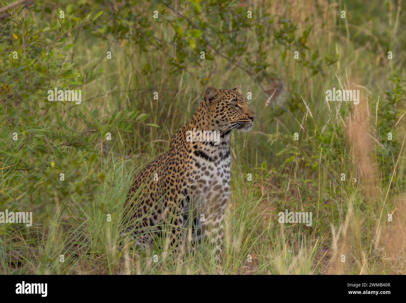 R Leopard Leopard captured in the kruger nation park hi-res stock photography and ...