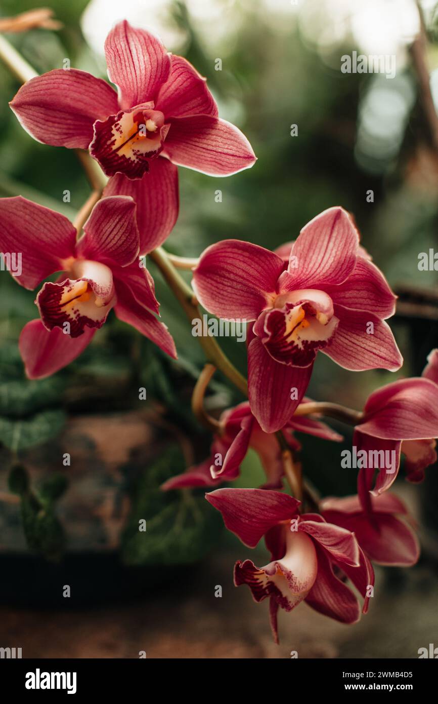 Floral bouquet pink wild hi-res stock photography and images - Alamy