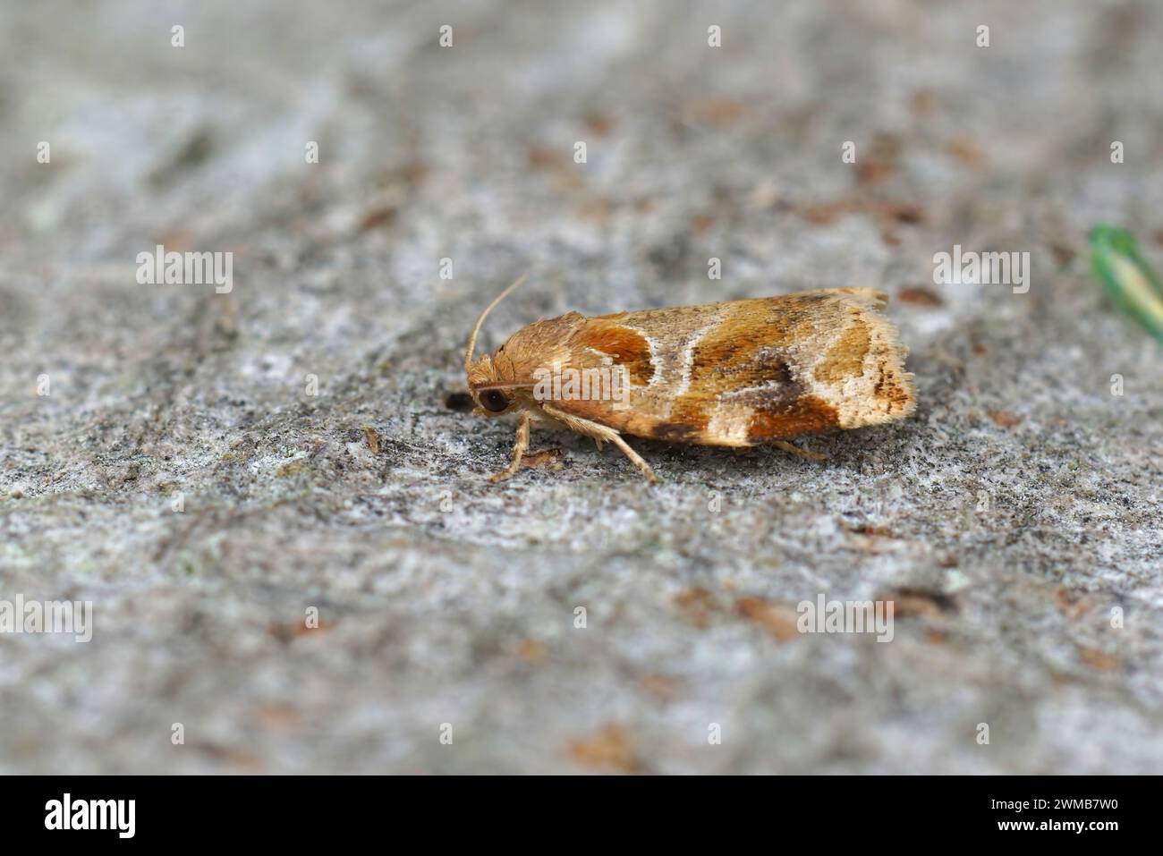 Detailed closeup on the variegated golden tortrix moth, Archips xylosteana sitting on wood Stock Photo