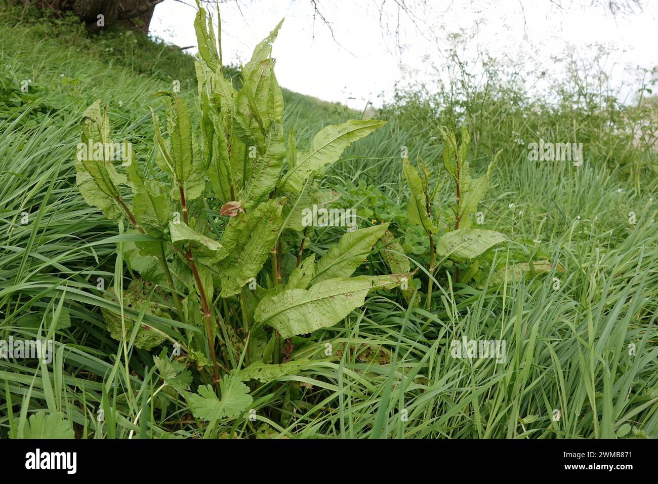 Natural wide-angle closeup on the fresh emerging green broad leafs of the bitter dock meadow weed, Rumex obtusifolius Stock Photo