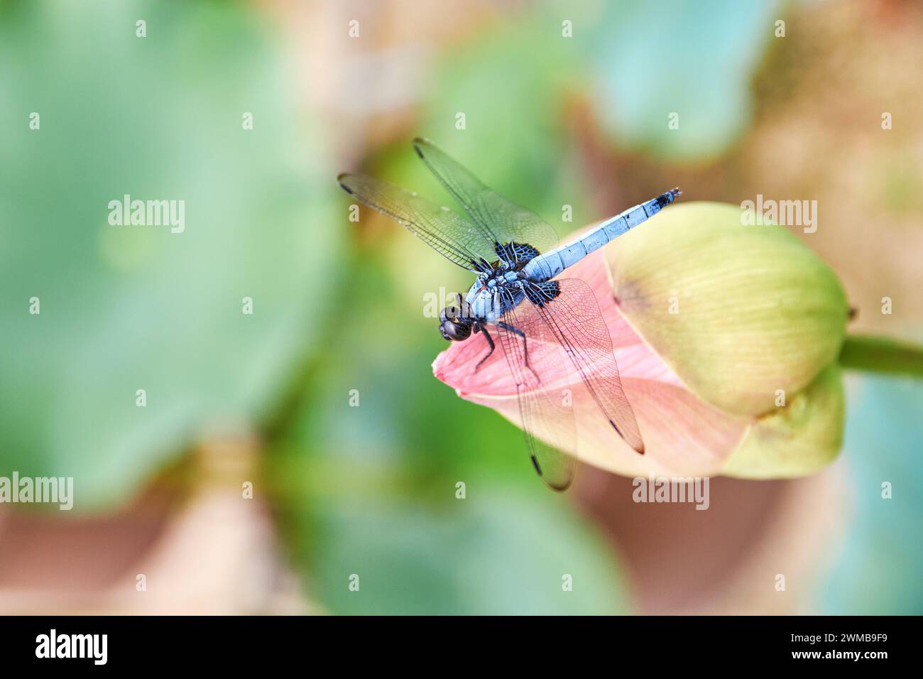 Blue-tailed forest hawk (Orthetrum triangulare melania), dragonfly; Hiroshima Prefecture, Japan Stock Photo