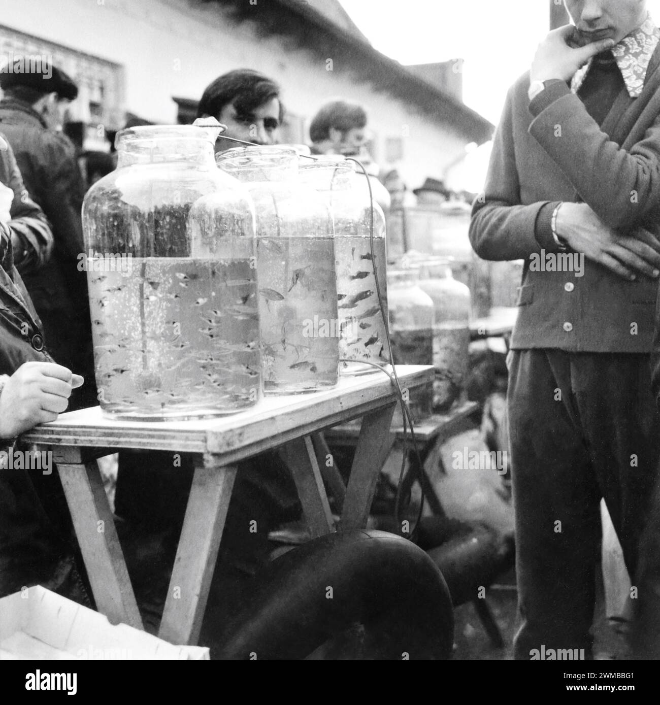 Buyers looking at live fish for sale at a farmer's market in Bucharest, Romania, approx. 1977 Stock Photo
