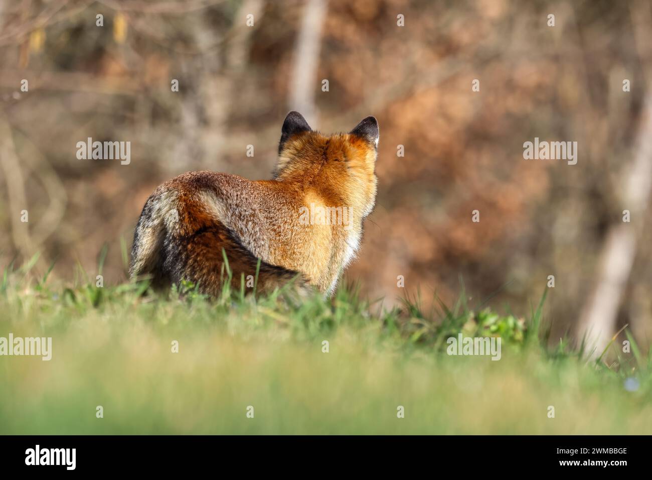 Italian red foxes Stock Photo - Alamy