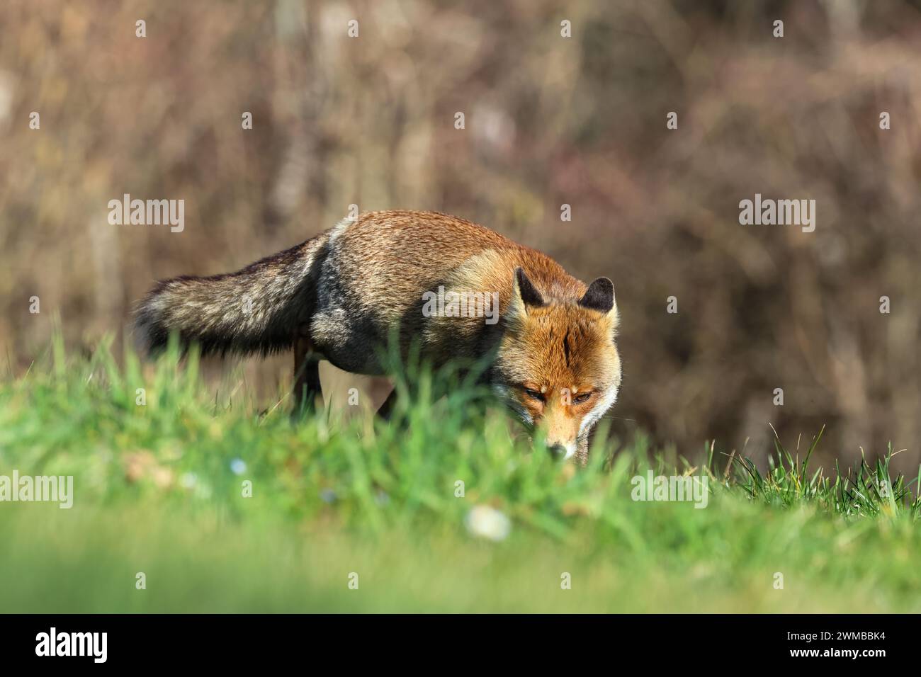 Italian red foxes Stock Photo - Alamy