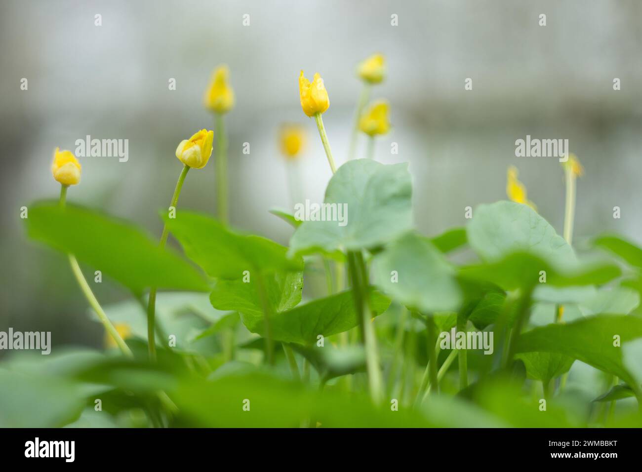 Ficaria verna commonly known hi-res stock photography and images - Alamy