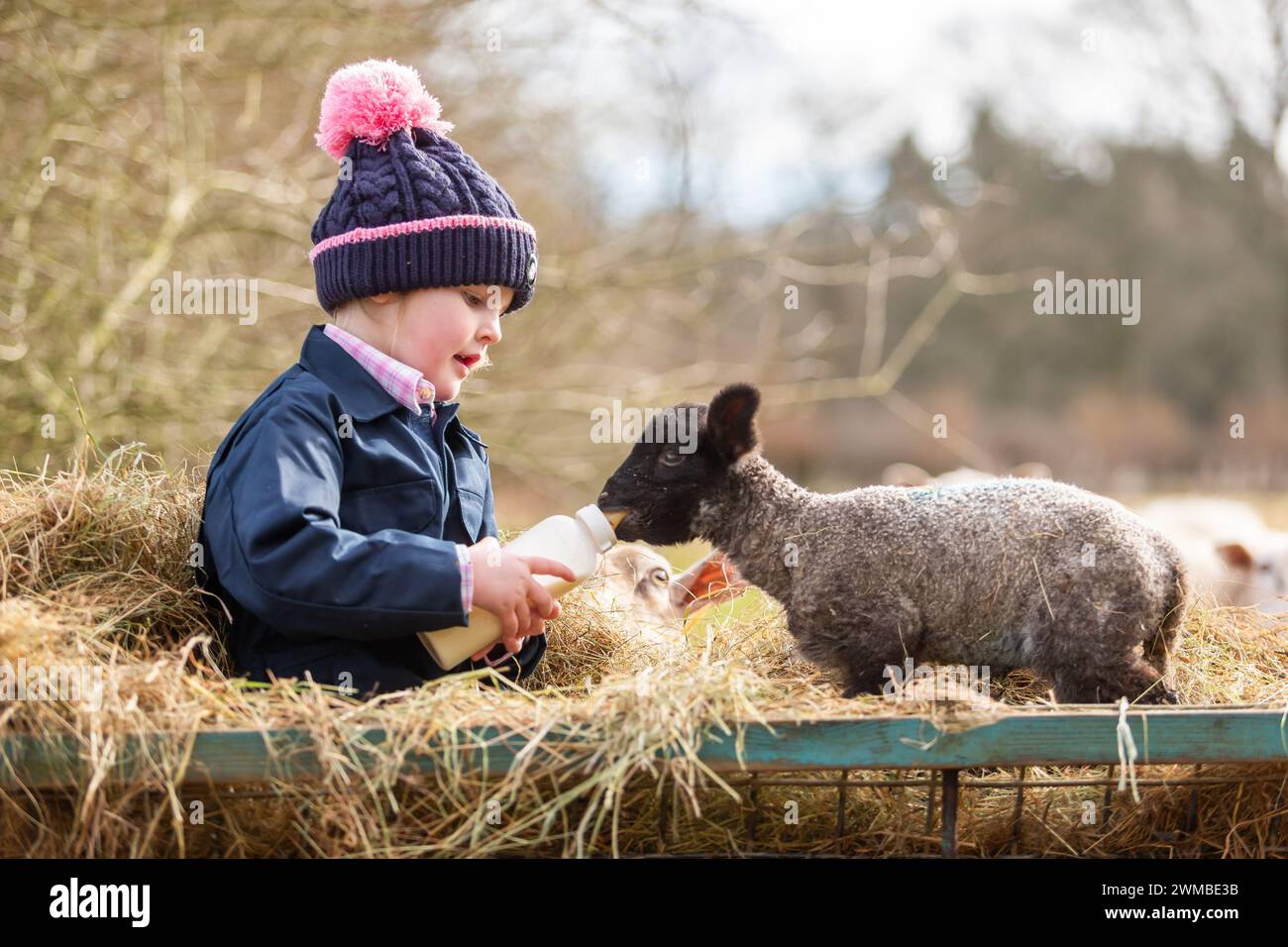 Kidderminster, Worcestershire, UK. 25th Feb, 2024. 4 year old Myla Mills bottle feeds Oreo, a rescued orphaned lamb, on her grandmother's farm near Kidderminster, Worcestershire, UK. Orphaned lambs - sometimes called poddy lambs or bottle lambs - need to be quickly integrated with an existing flock in order to stay healthy. Credit: Peter Lopeman/Alamy Live News Stock Photo