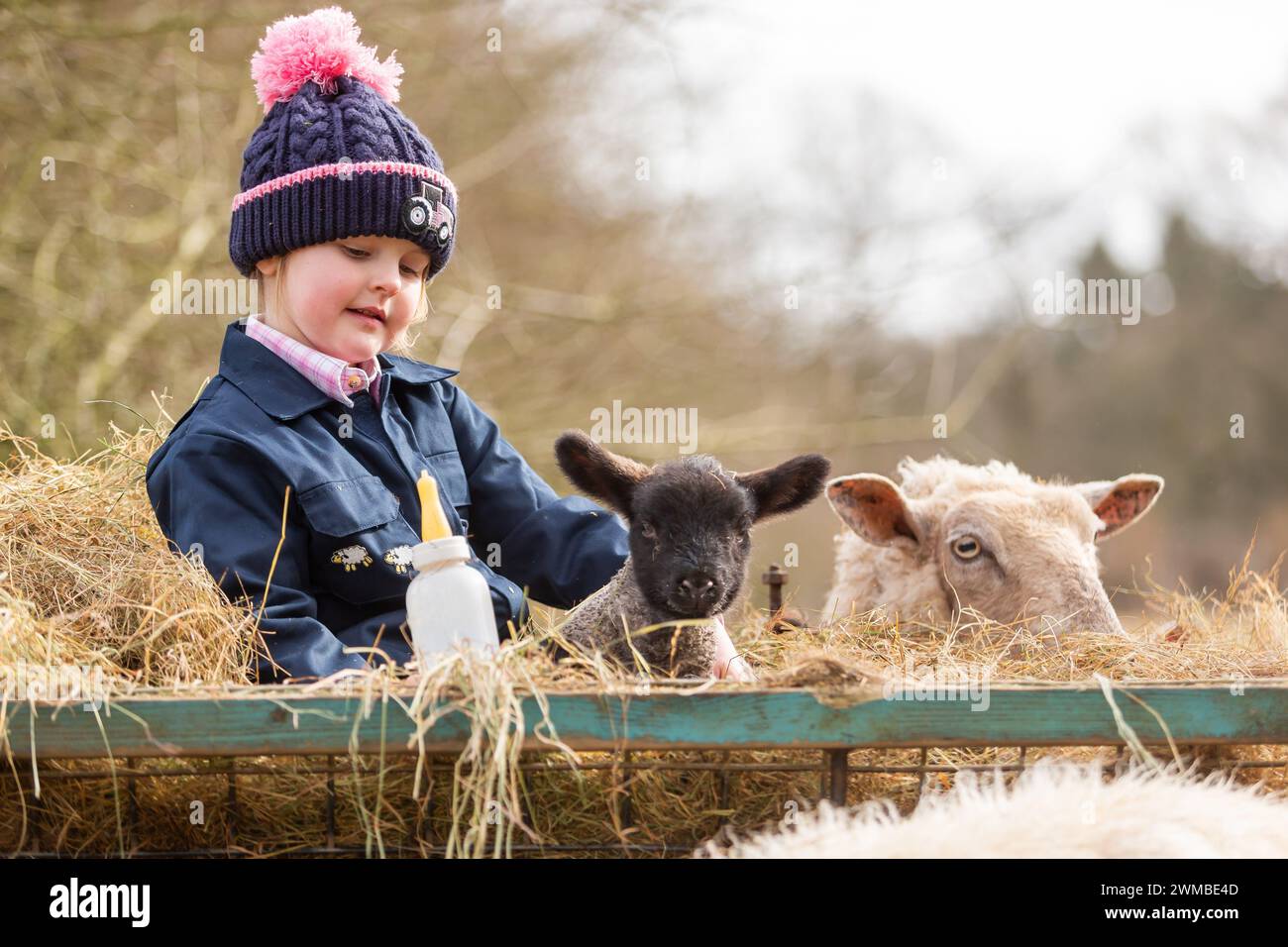 Kidderminster, Worcestershire, UK. 25th Feb, 2024. 4 year old Myla Mills plays with Oreo, a rescued orphaned lamb, on her grandmother's farm near Kidderminster, Worcestershire, UK. Orphaned lambs - sometimes called poddy lambs or bottle lambs - need to be quickly integrated with an existing flock in order to stay healthy. Credit: Peter Lopeman/Alamy Live News Stock Photo
