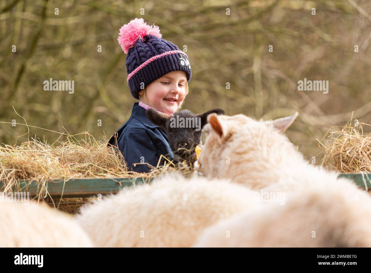 Kidderminster, Worcestershire, UK. 25th Feb, 2024. 4 year old Myla Mills plays with Oreo, a rescued orphaned lamb, on her grandmother's farm near Kidderminster, Worcestershire, UK. Orphaned lambs - sometimes called poddy lambs or bottle lambs - need to be quickly integrated with an existing flock in order to stay healthy. Credit: Peter Lopeman/Alamy Live News Stock Photo