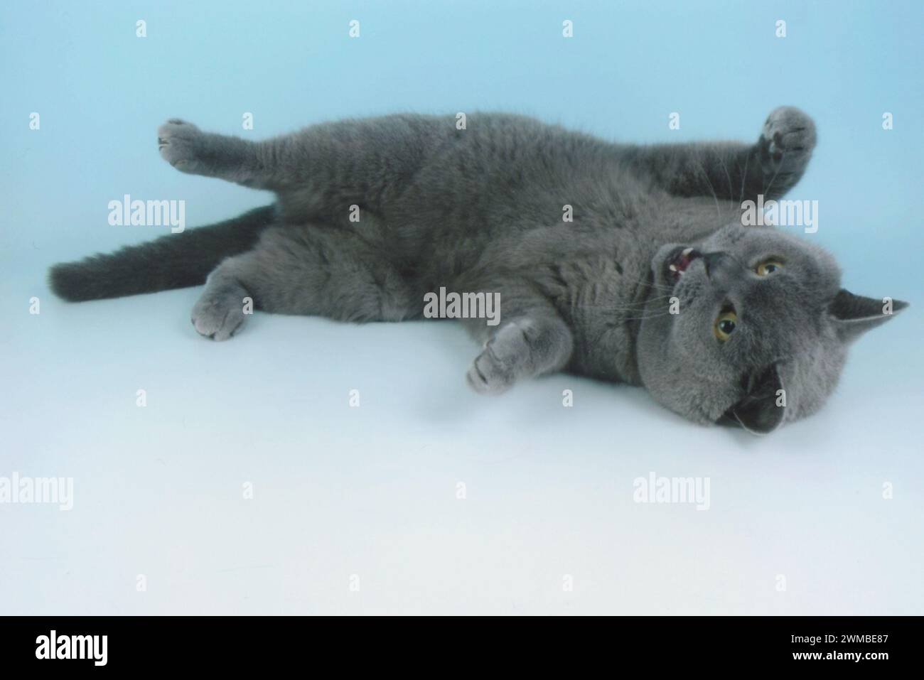 Cute Little Blue British Shorthair Kitten Playing on Baby Blue Background Bsh Stock Photo