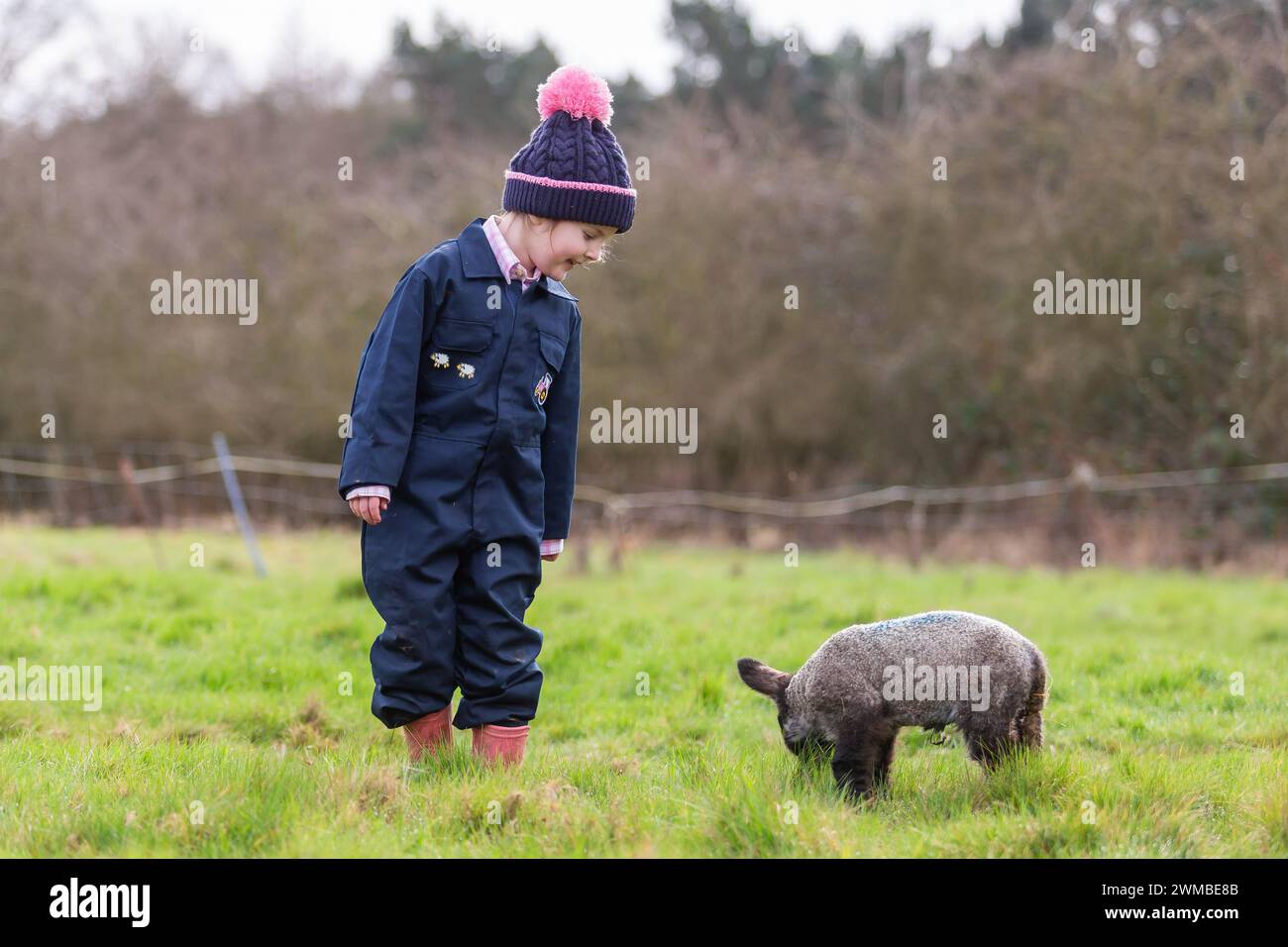 Kidderminster, Worcestershire, UK. 25th Feb, 2024. 4 year old Myla Mills plays with Oreo, a rescued orphaned lamb, on her grandmother's farm near Kidderminster, Worcestershire, UK. Orphaned lambs - sometimes called poddy lambs or bottle lambs - need to be quickly integrated with an existing flock in order to stay healthy. Credit: Peter Lopeman/Alamy Live News Stock Photo