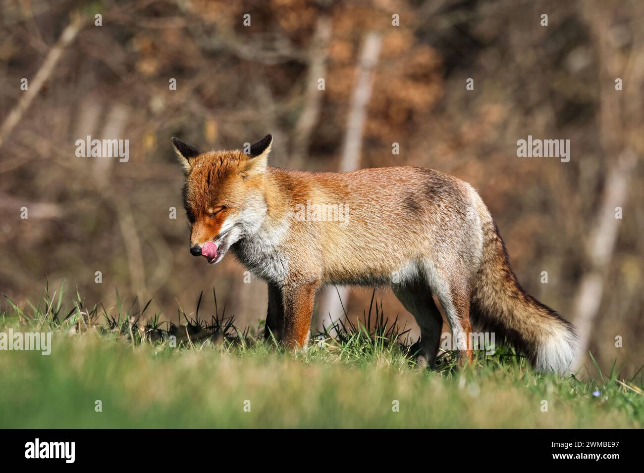 Italian red foxes Stock Photo - Alamy