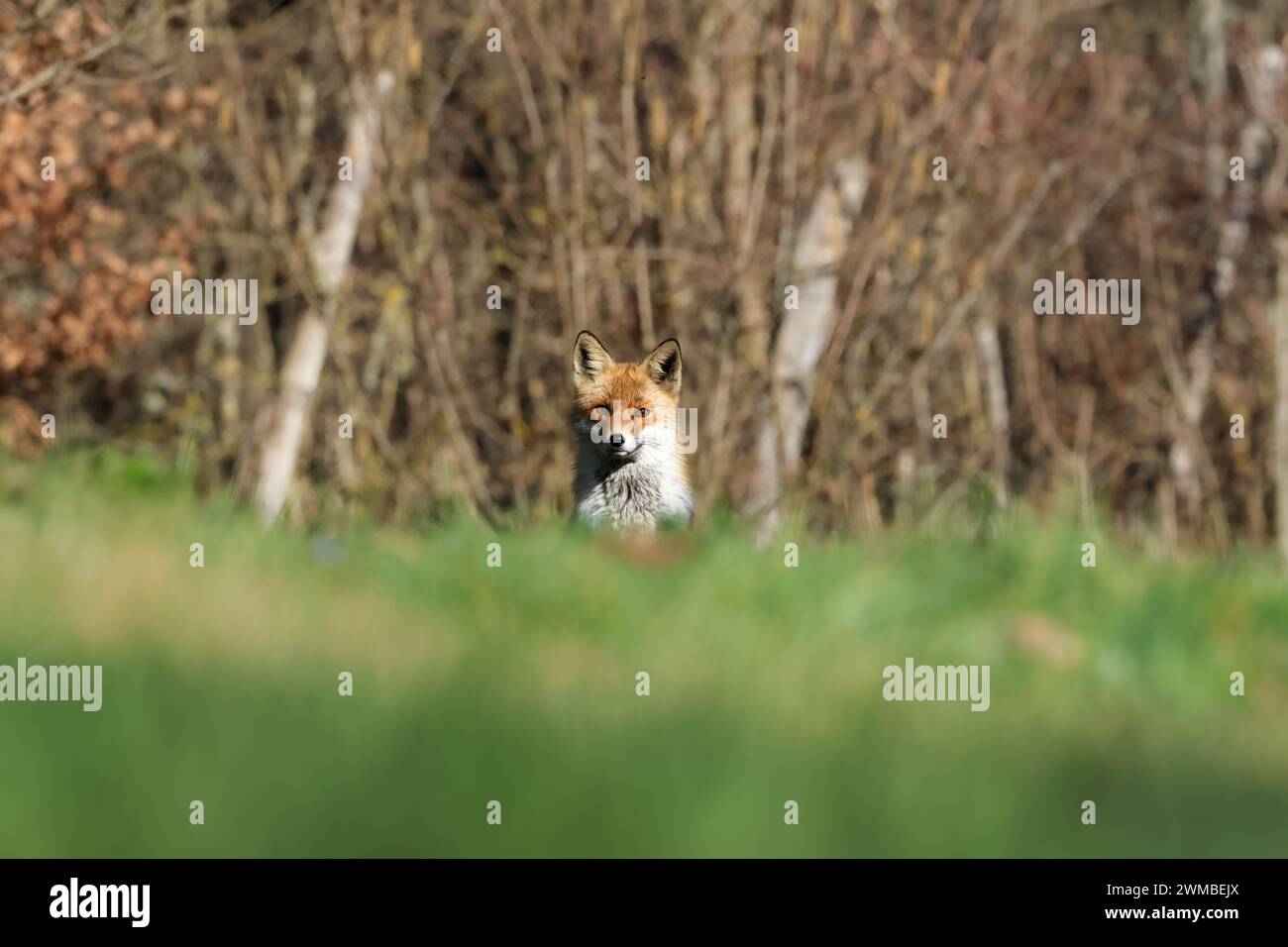 Italian red foxes Stock Photo - Alamy