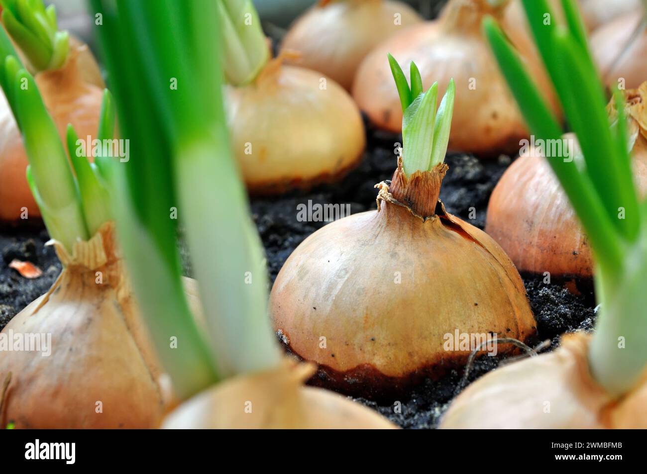 Scallion spring onions growing hi-res stock photography and images - Alamy