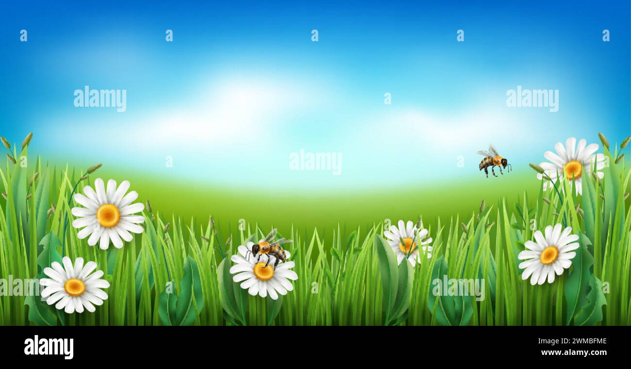 Chamomile meadow. Realistic green grass with white flowers, blue sky ...