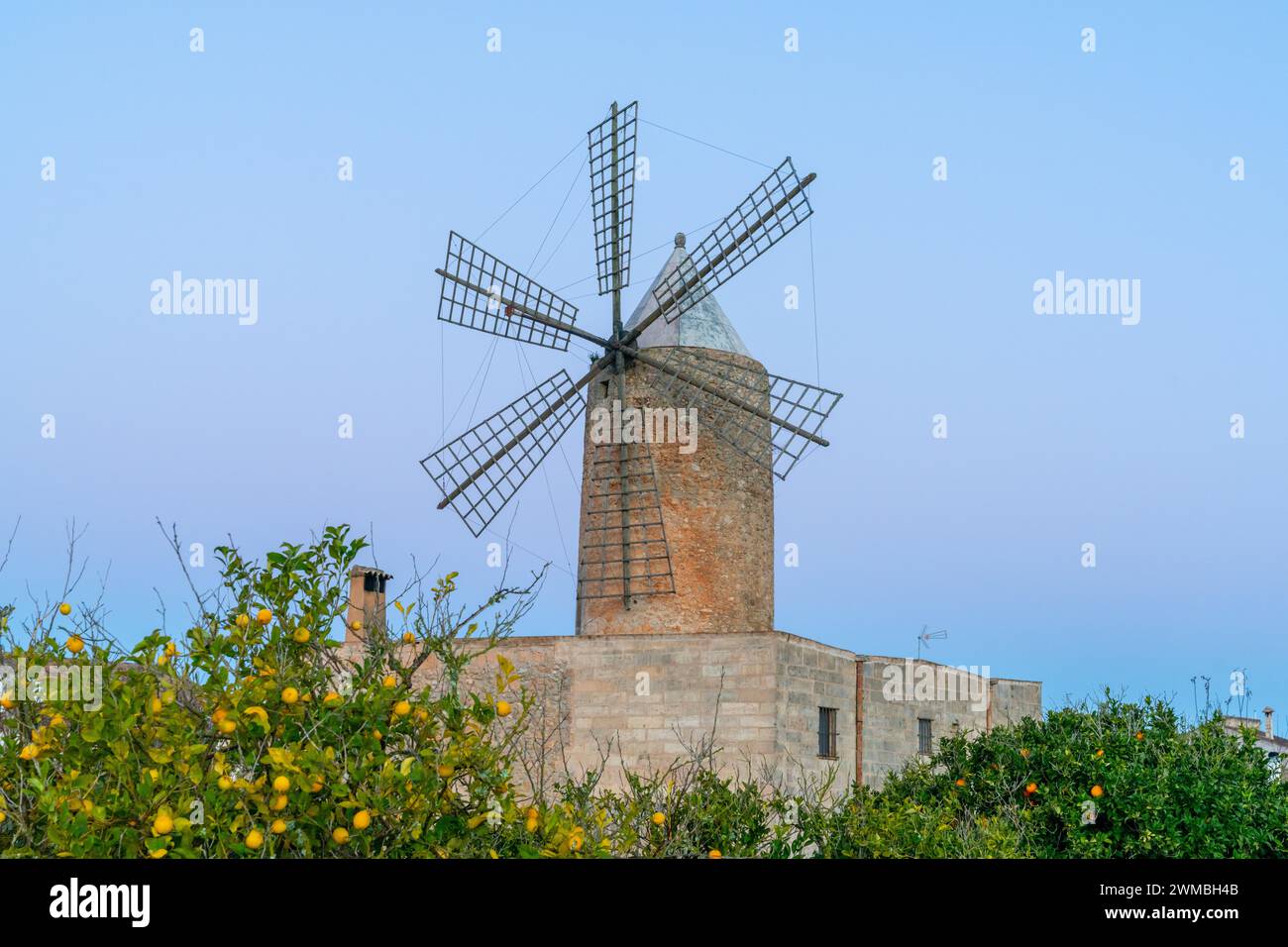 Algaida, Spain - 21 January, 2024: historic windmill in the country town of Algaida in the interior of Mallorca with lemon trees in the foreground Stock Photo