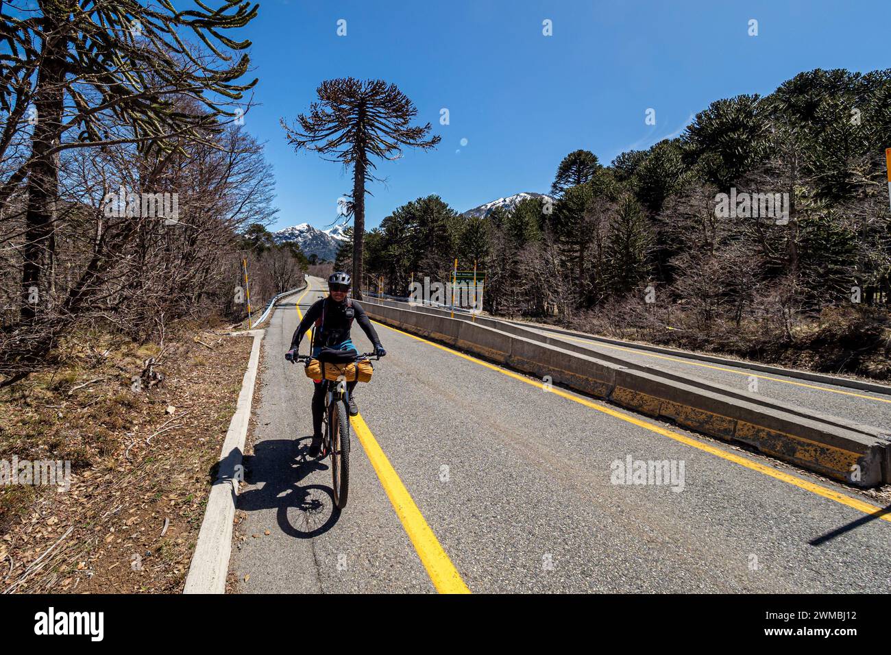 Araucaria forest, cyclist on a sunny day, single tree divides the road, west of Paso Tromen o Mamuil Malal, Villarica National Park, Chile Stock Photo